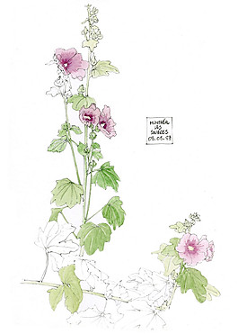 花草圖片