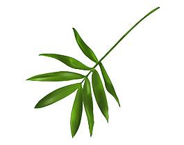 树叶