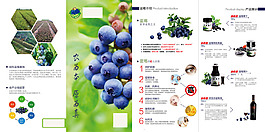 果鮮齋-藍莓宣傳折頁-正面