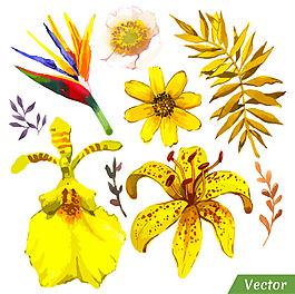 黃色植物花朵插畫