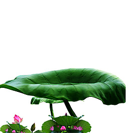 荷花荷葉