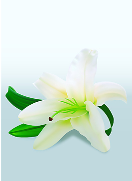 矢量百合花卉花紋