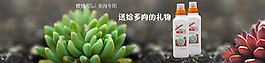 多肉植物海報(bào)