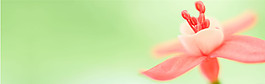 粉色鮮花綠色底紋背景圖