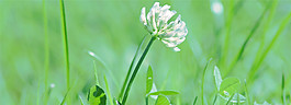 綠色植物小清新banner