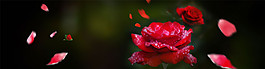 紅色玫瑰花背景圖