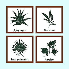 手绘绿色芦荟