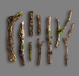 形態(tài)各異綠色粗短樹枝秋季元素