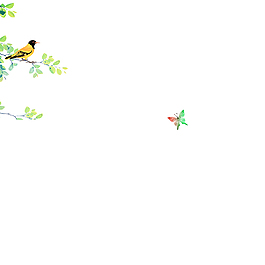 綠葉鳥