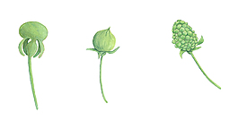 手繪植物鮮花PNG