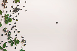 唯美干花背景圖