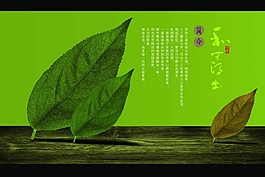 樹葉封面畫冊設(shè)計PSD素材