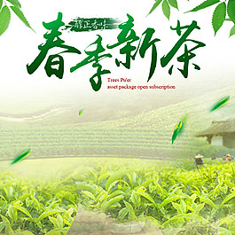 新鲜茶叶食品淘宝电商美食直通车主图