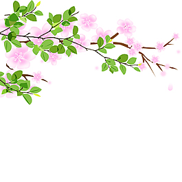 唯美花朵