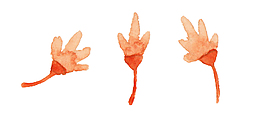 唯美水彩花卉素材