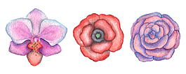 手绘彩铅花卉PNG