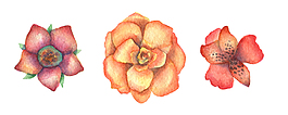 手绘彩铅花卉花朵PNG