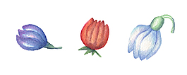 手绘唯美花卉PNG