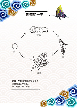 蝴蝶的一生進(jìn)化宣傳展板