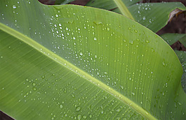 香蕉葉植物素材