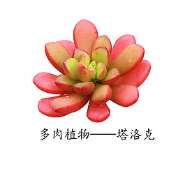 多肉植物塔洛克
