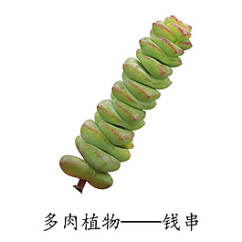 多肉植物錢串