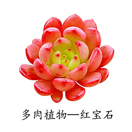 多肉植物紅寶石