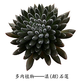 多肉植物滇(顛)石蓮