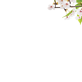 白色花朵