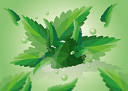 清新薄荷葉子背景