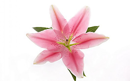 免摳粉色百合花