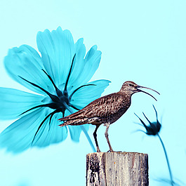 花鳥藍色背景素材