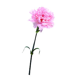 康乃馨花朵素材