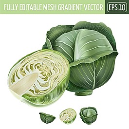 寫實 包菜 矢量 素材 下載