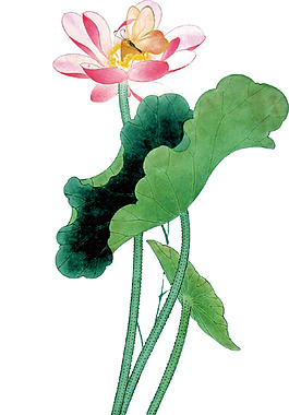 荷花蓮花荷葉裝飾圖案圖標(biāo)元素