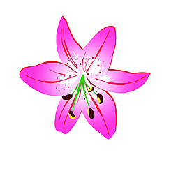 唯美紅色花朵