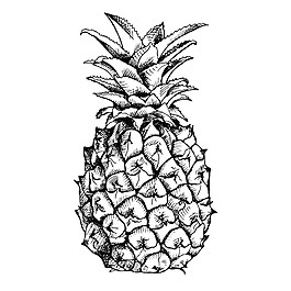 菠萝素描插画图片
