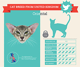 飞鸟小猫信息图表图片