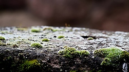 實(shí)拍苔蘚植物素材