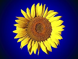 矢量太陽花