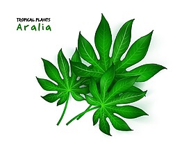 非洲楤木树叶矢量素材下载