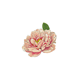 唯美粉色花朵