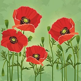 格桑花背景素材
