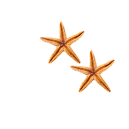 唯美海星