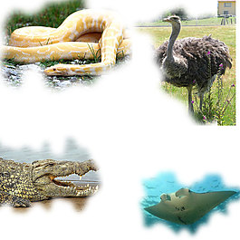 黃金蛇鱷魚(yú)鴕鳥(niǎo)鳊魚(yú)