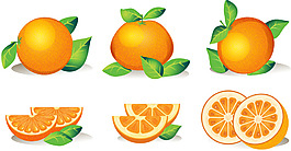 矢量手繪橘子