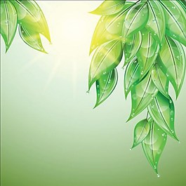 綠色葉子背景素材