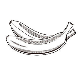 素描香蕉插画图片