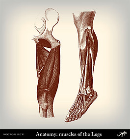 人體腿部肌肉圖片