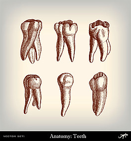 人体牙齿素描图片